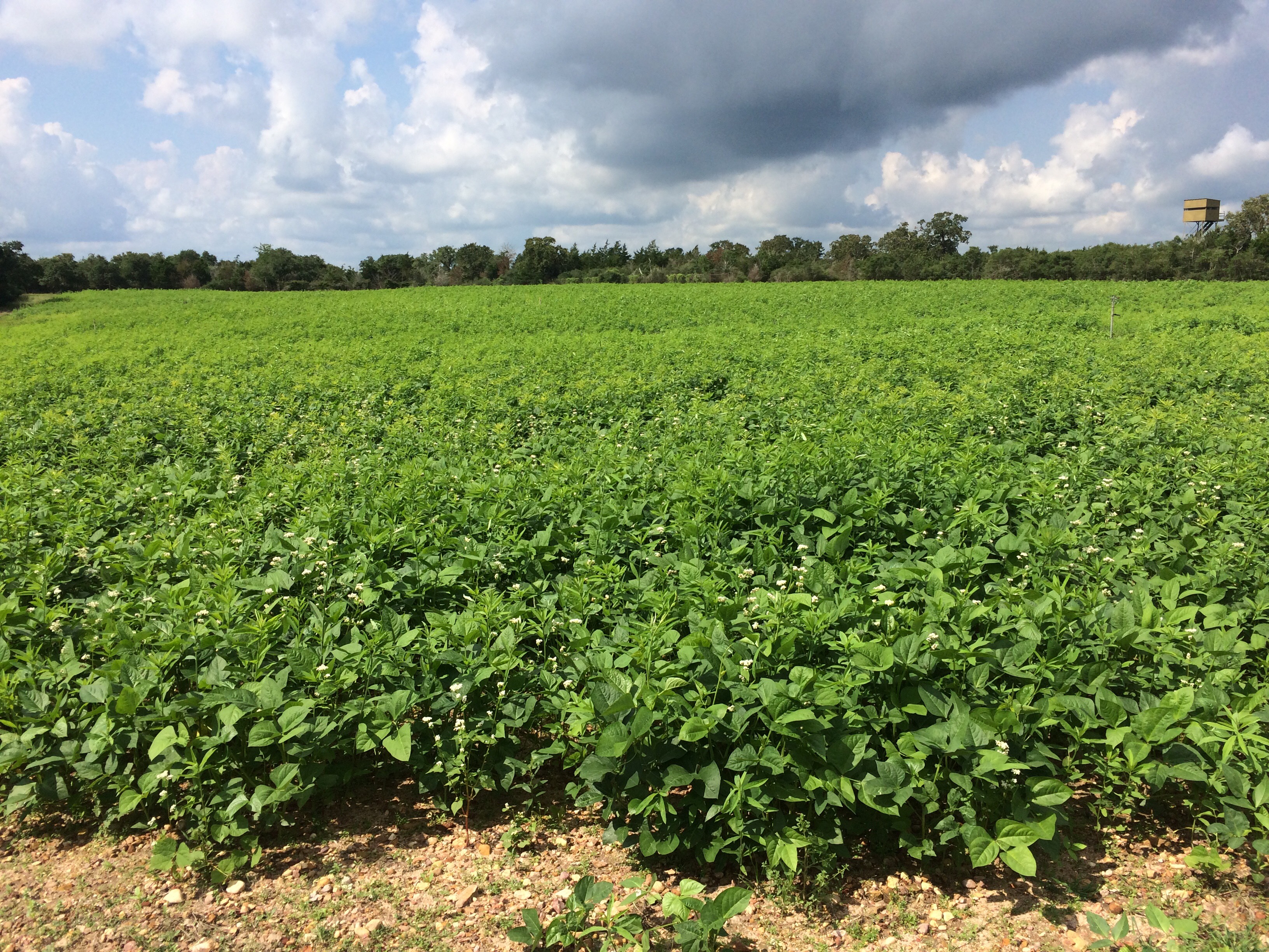Spring Food Plots